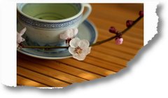 cup-of-green-tea